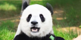 Fly free to China and Japan and save up to $900 with Wendy Wu Tours fly free with Wendy Wu